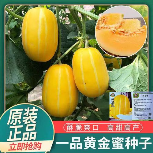 正宗黄金蜜瓜种子黄皮香瓜种子超甜瓜含糖高水果蔬菜大田原装正品