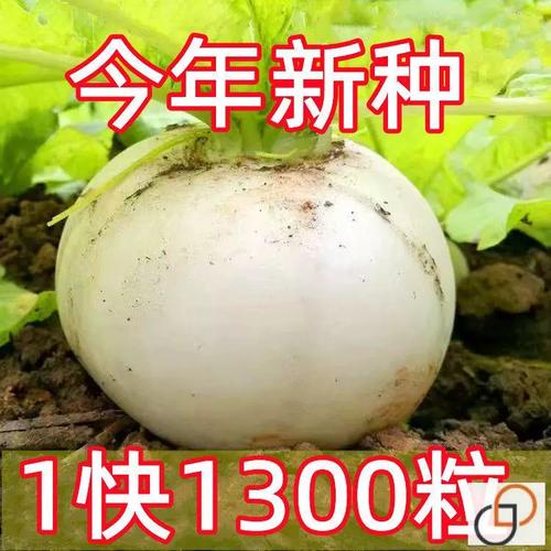 春不老萝卜种子特大圆白萝卜种籽秋季高产抗病超甜水果萝卜蔬菜